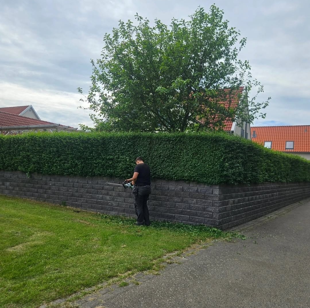 Häck innan klippning – före
